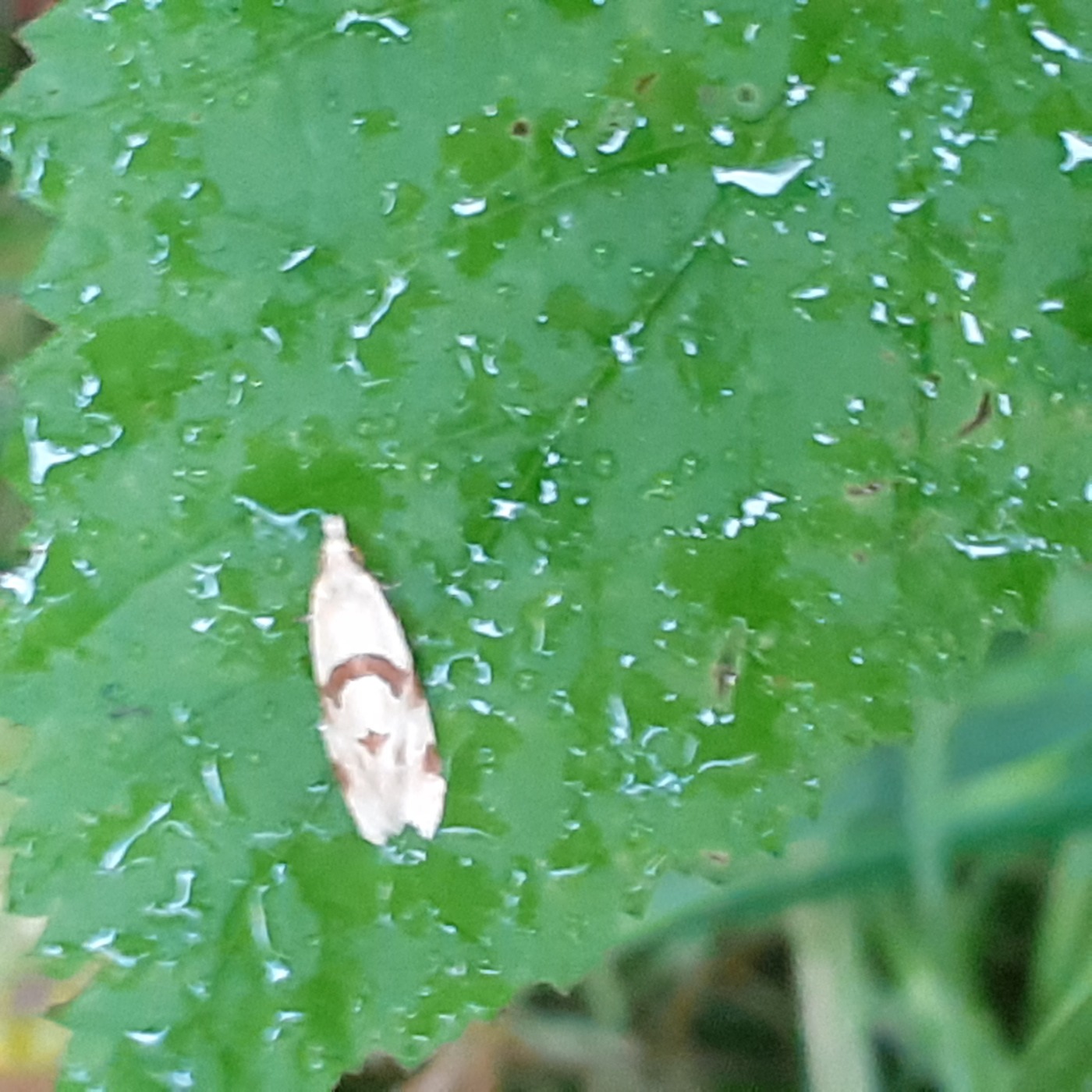 Aethes smeathmanniana (Aethes smeathmanniana)