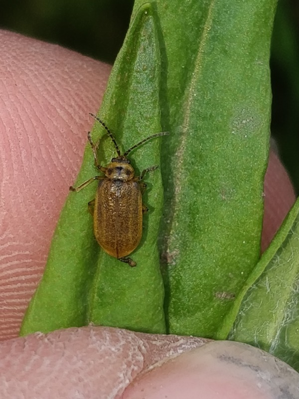Galerucella aquatica Observation NB3772359 Naturbasen