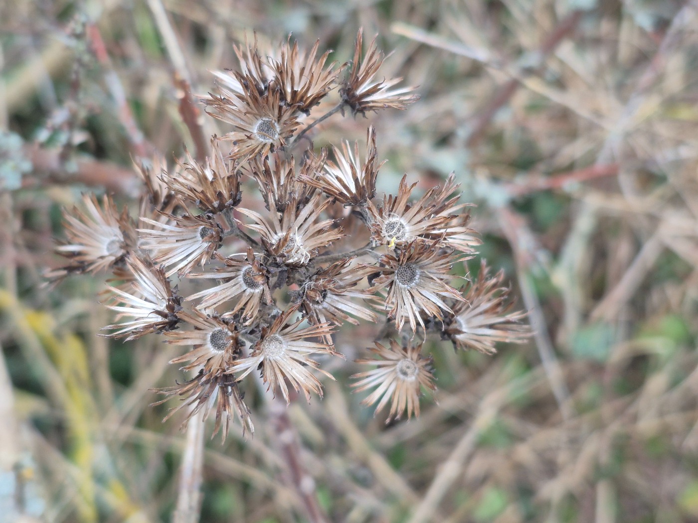 Trekløft-Alant (Inula conyzae)
