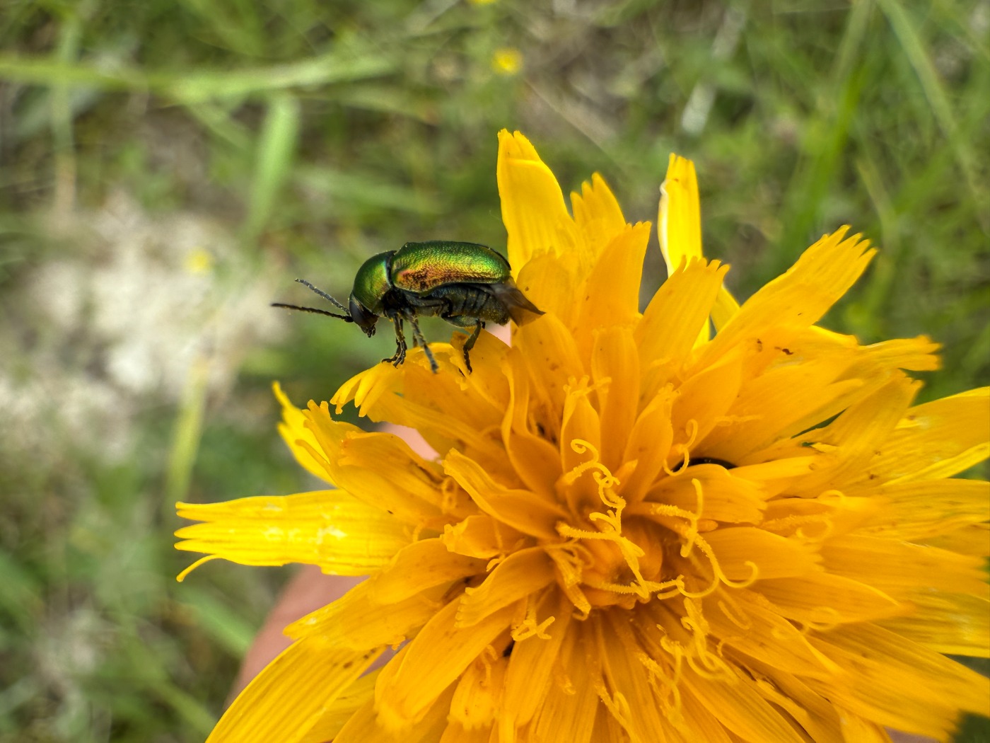 Lille Overdrevsfaldbille (Cryptocephalus hypochoeridis)