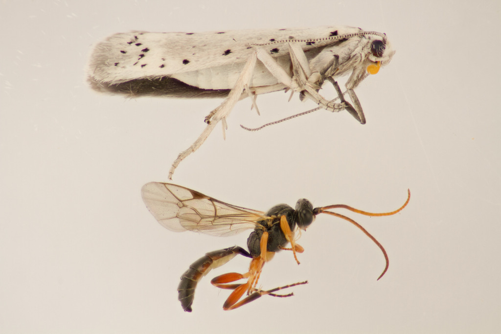 Herpestomus brunnicornis (Herpestomus brunnicornis)