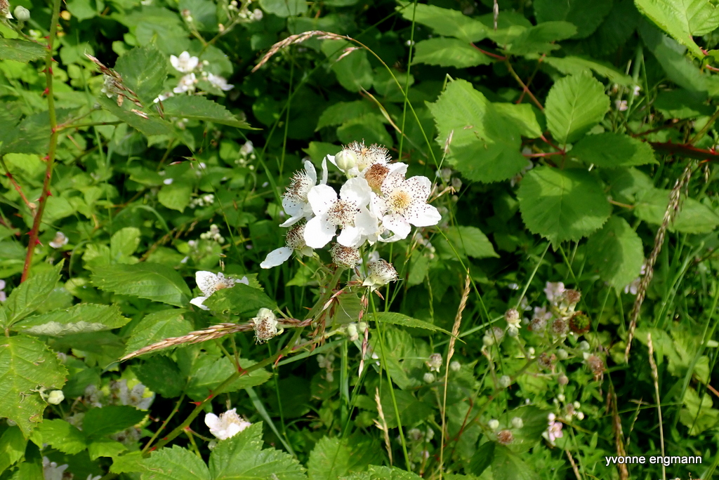 Brombær (Rubus sect. Rubus)