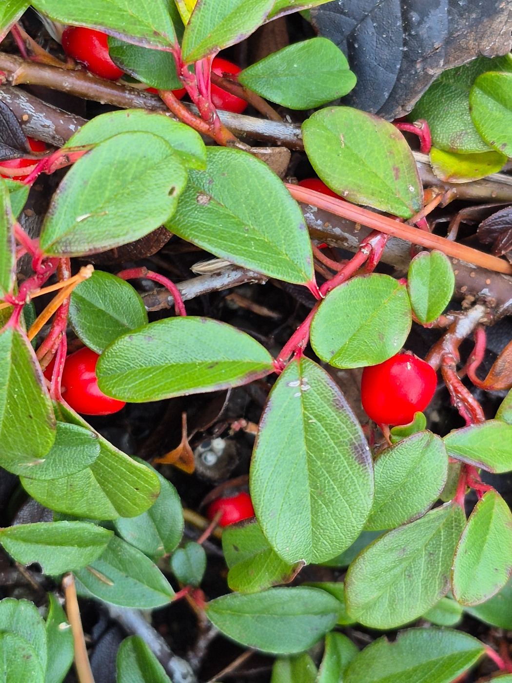 Krybende Dværgmispel (Cotoneaster dammeri)