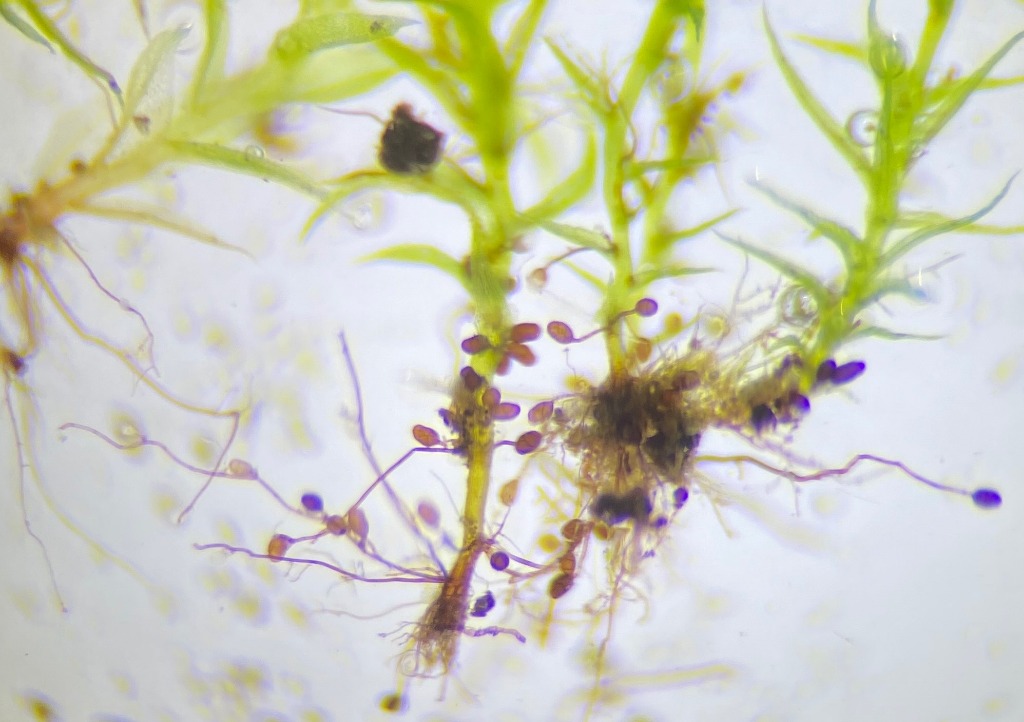 Almindelig Pæremos (Leptobryum pyriforme)