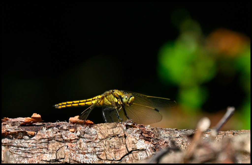Stor Blåpil (Orthetrum cancellatum)