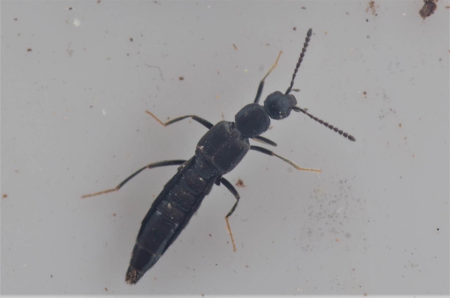 Ischnopoda leucopus (Ischnopoda leucopus)