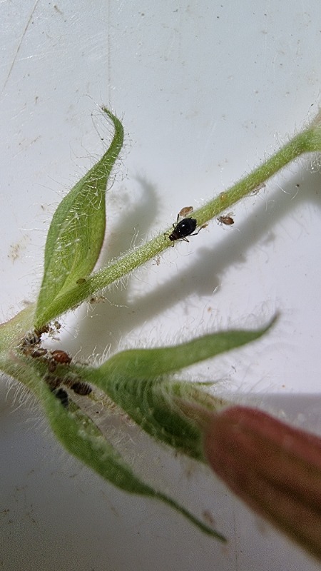 Dagpragtstjernebladlus (Brachycaudus klugkisti)