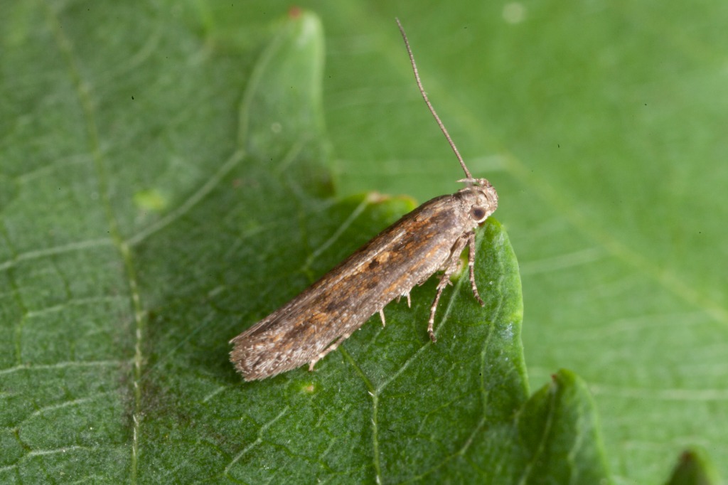 Scrobipalpa artemisiella (Scrobipalpa artemisiella)