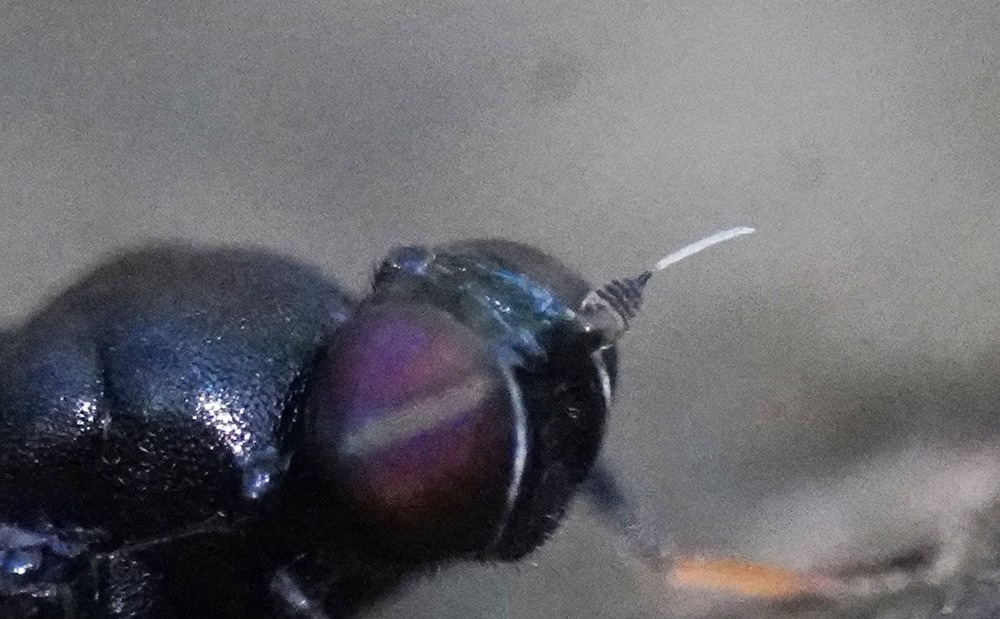 Berkshiria hungarica (Berkshiria hungarica)