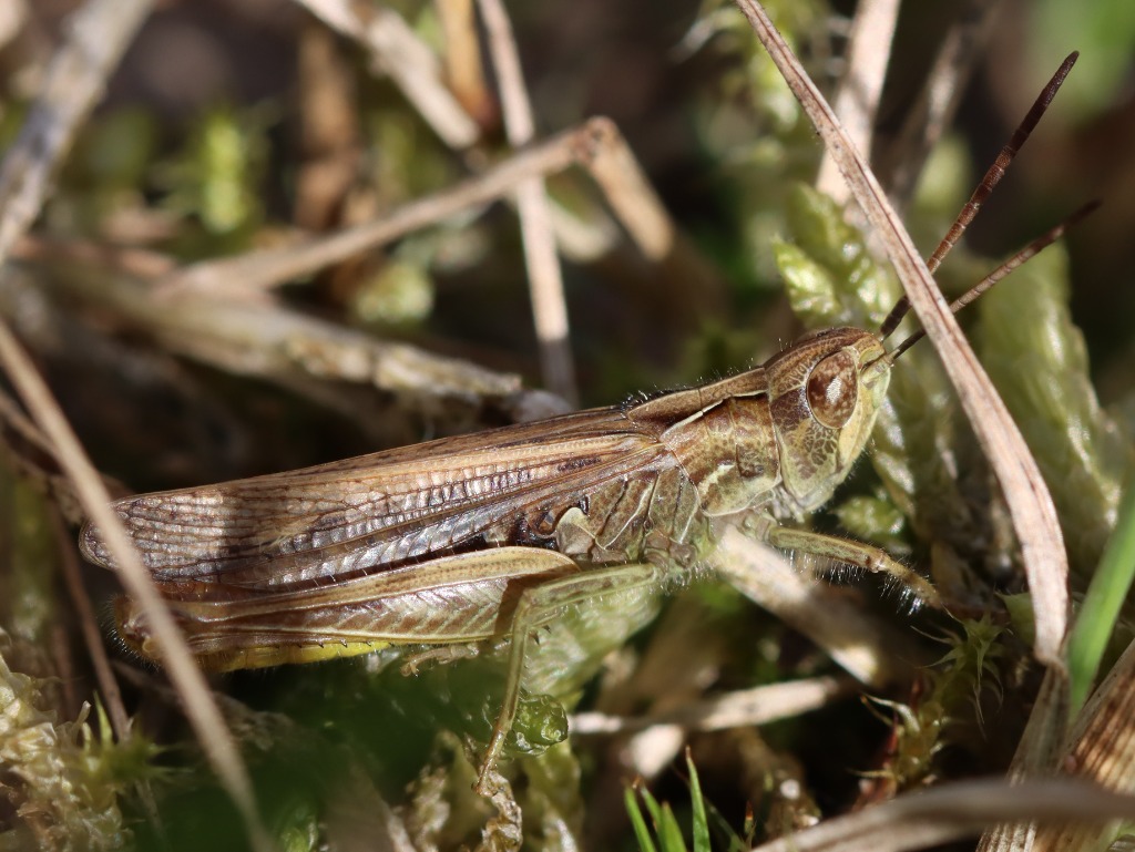 Sydlig Markgræshoppe (Chorthippus mollis)