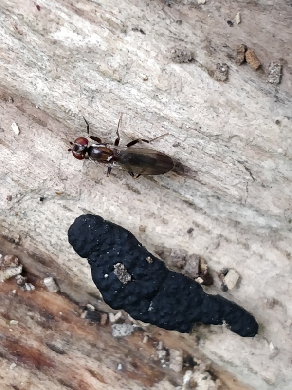 Clusiodes caledonicus (Clusiodes caledonicus)