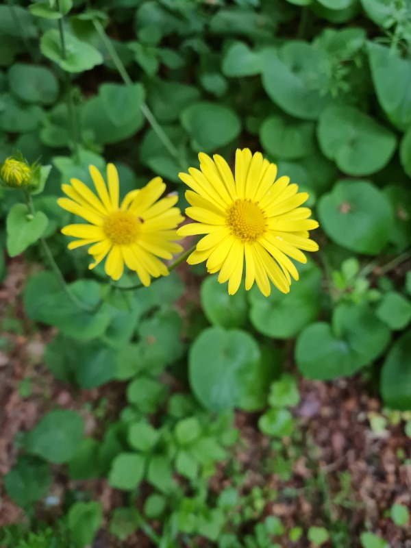 Arter Der Begynder Med 'Larca ' - Naturbasen