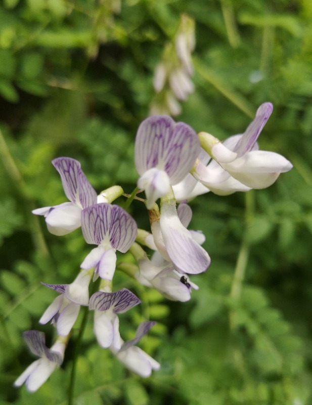 Almindelig Skov-Vikke (Vicia sylvatica var. sylvatica)