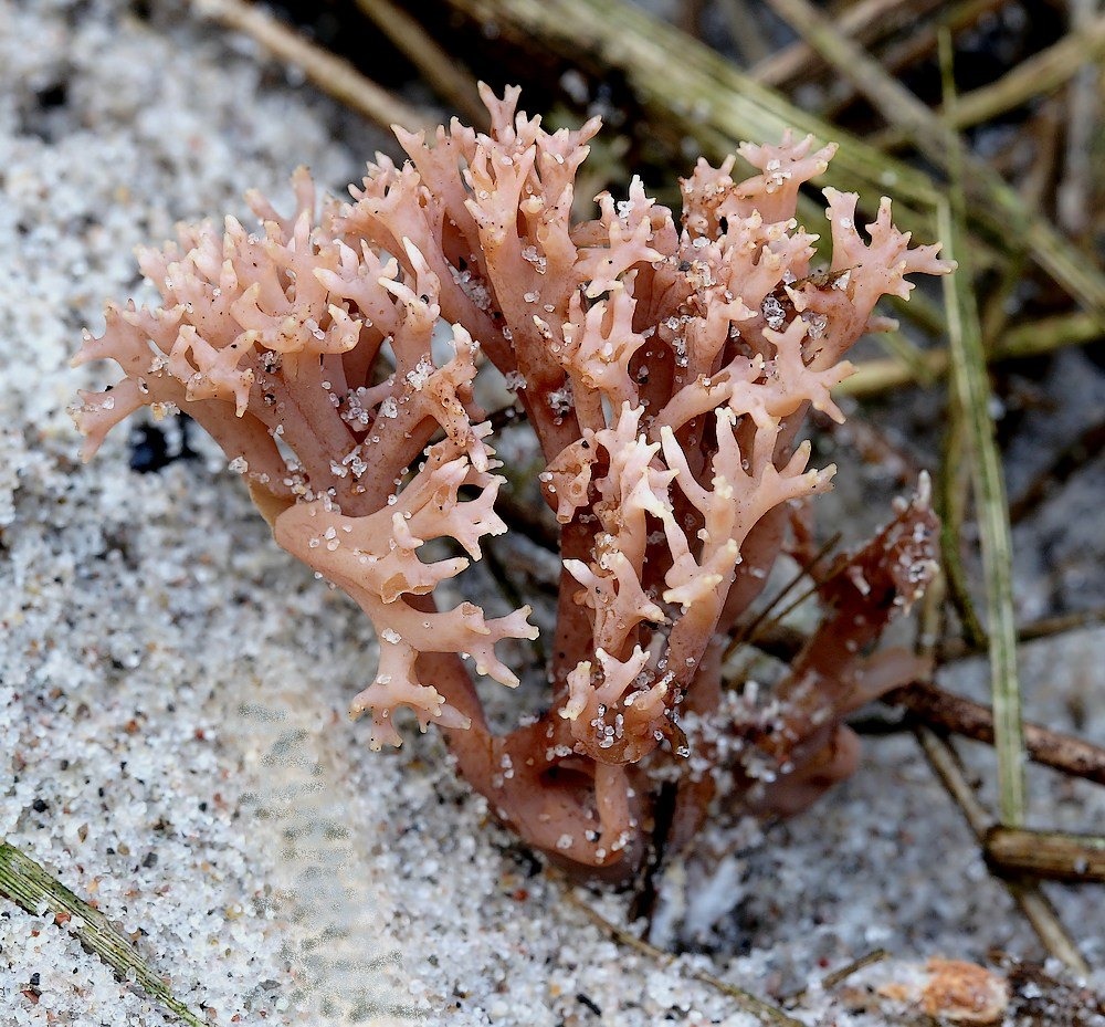Ramaria ammophila (Ramaria ammophila)