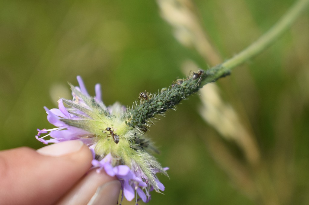 Lille Blåhatbladlus (Aphis confusa)
