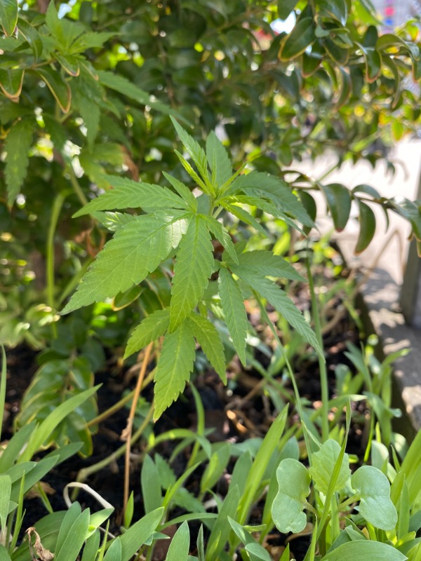 Hampfamilien (Cannabaceae) - Naturbasen - Danmarks Artsportal