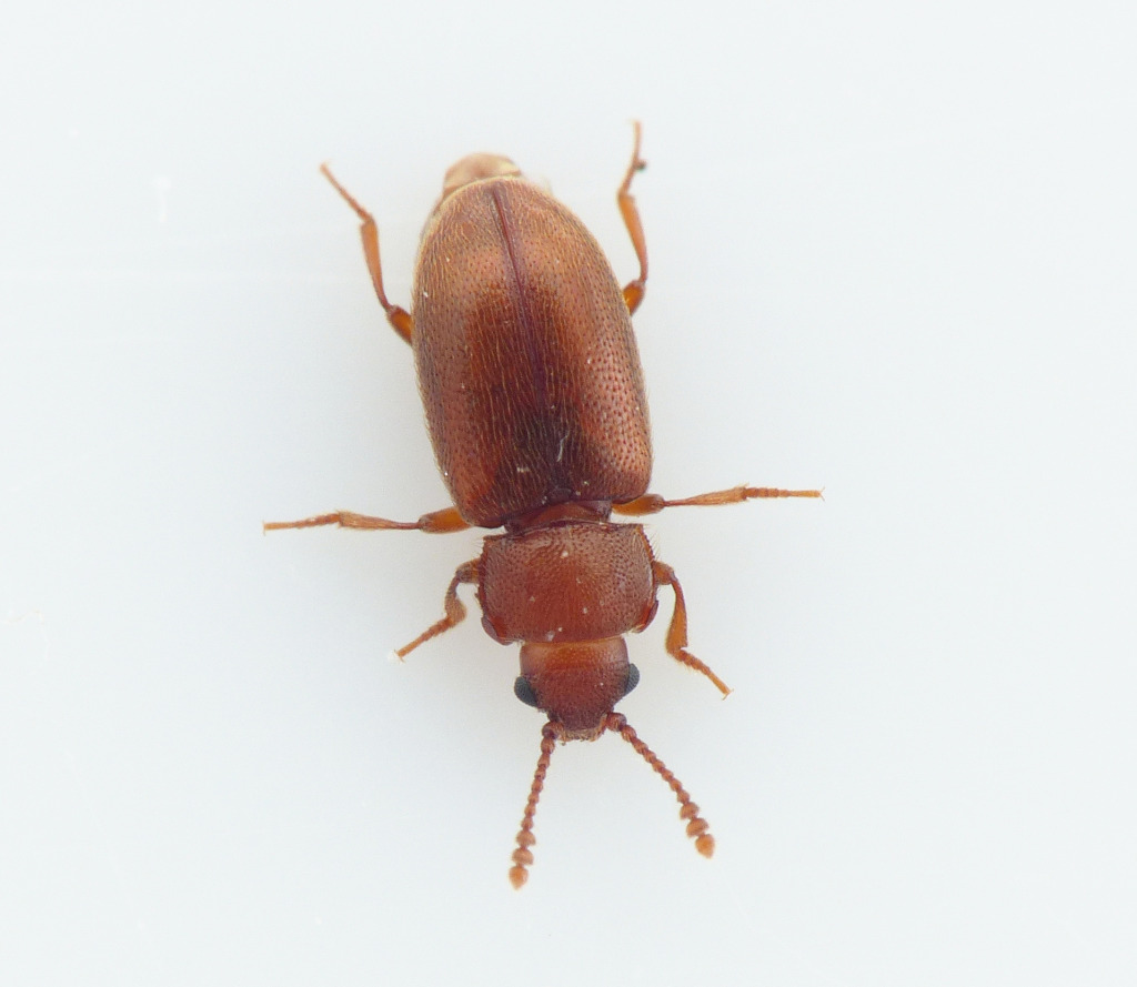 Cryptophagus reflexus (Cryptophagus reflexus)