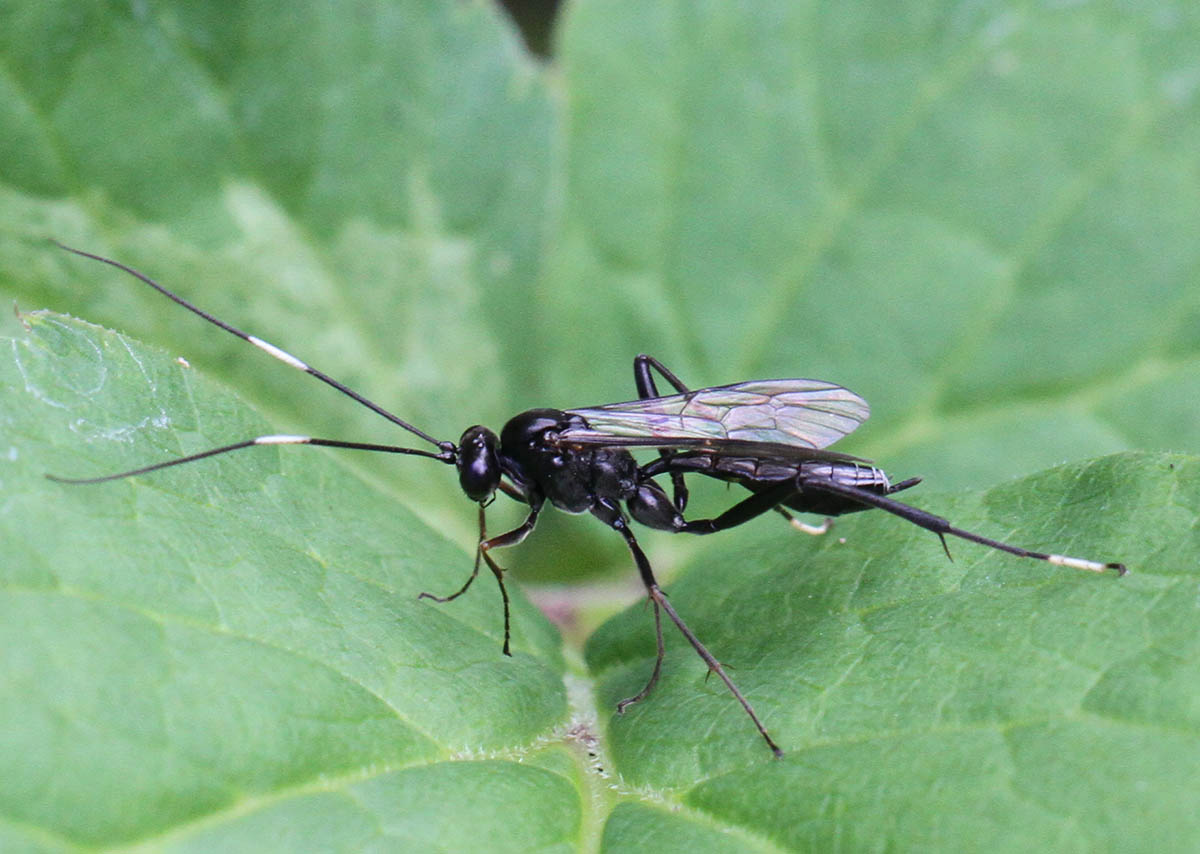 Exetastes illyricus (Exetastes illyricus)