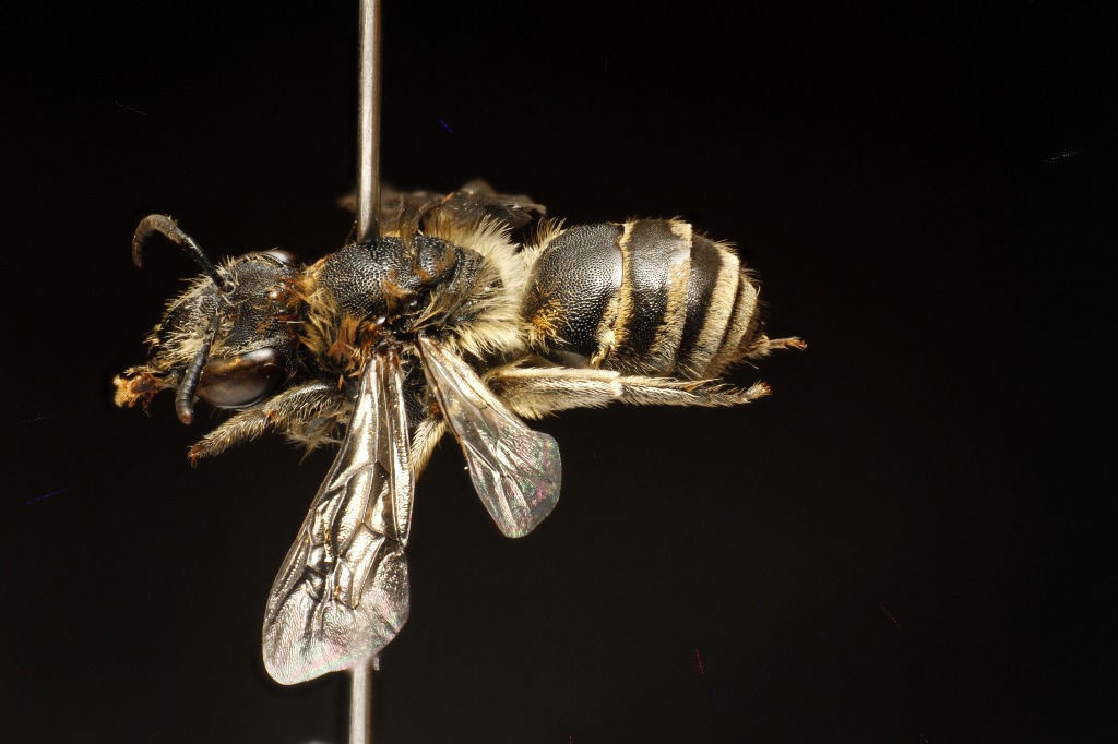 Kløversilkebi (Colletes marginatus)