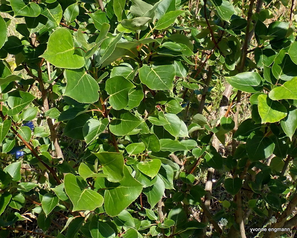 Sort Poppel (Populus nigra)