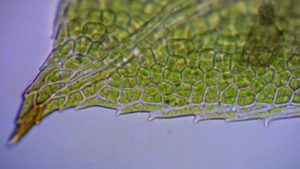 Grønlig Rademos (Fissidens viridulus)