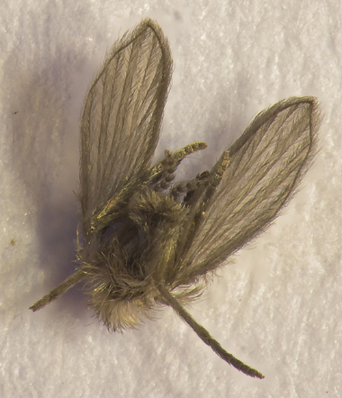 Clogmia albipunctata (Clogmia albipunctata)