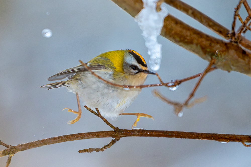 Rødtoppet Fuglekonge (Regulus ignicapilla)