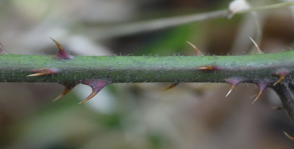 Sprengels Brombær (Rubus sprengelii)