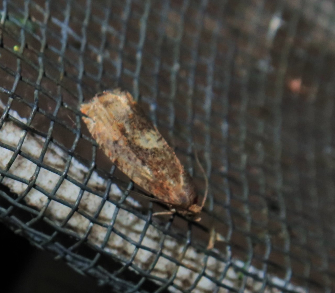 Cydia amplana (Cydia amplana)