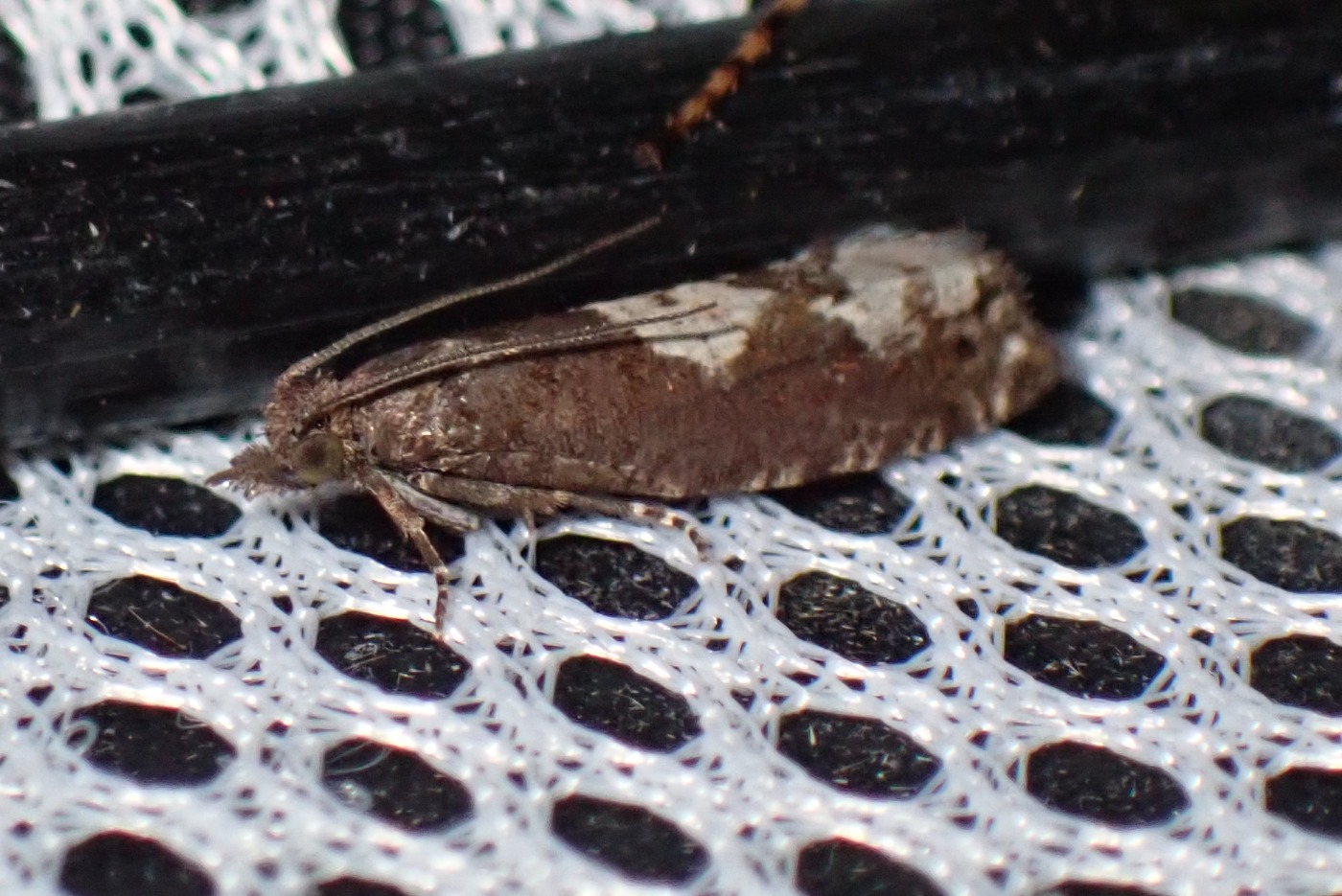 Epinotia trigonella (Epinotia trigonella)