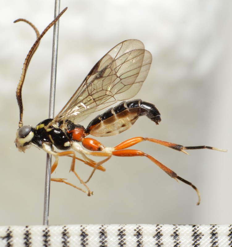 Smuk Flammesnyltehveps (Euceros serricornis)