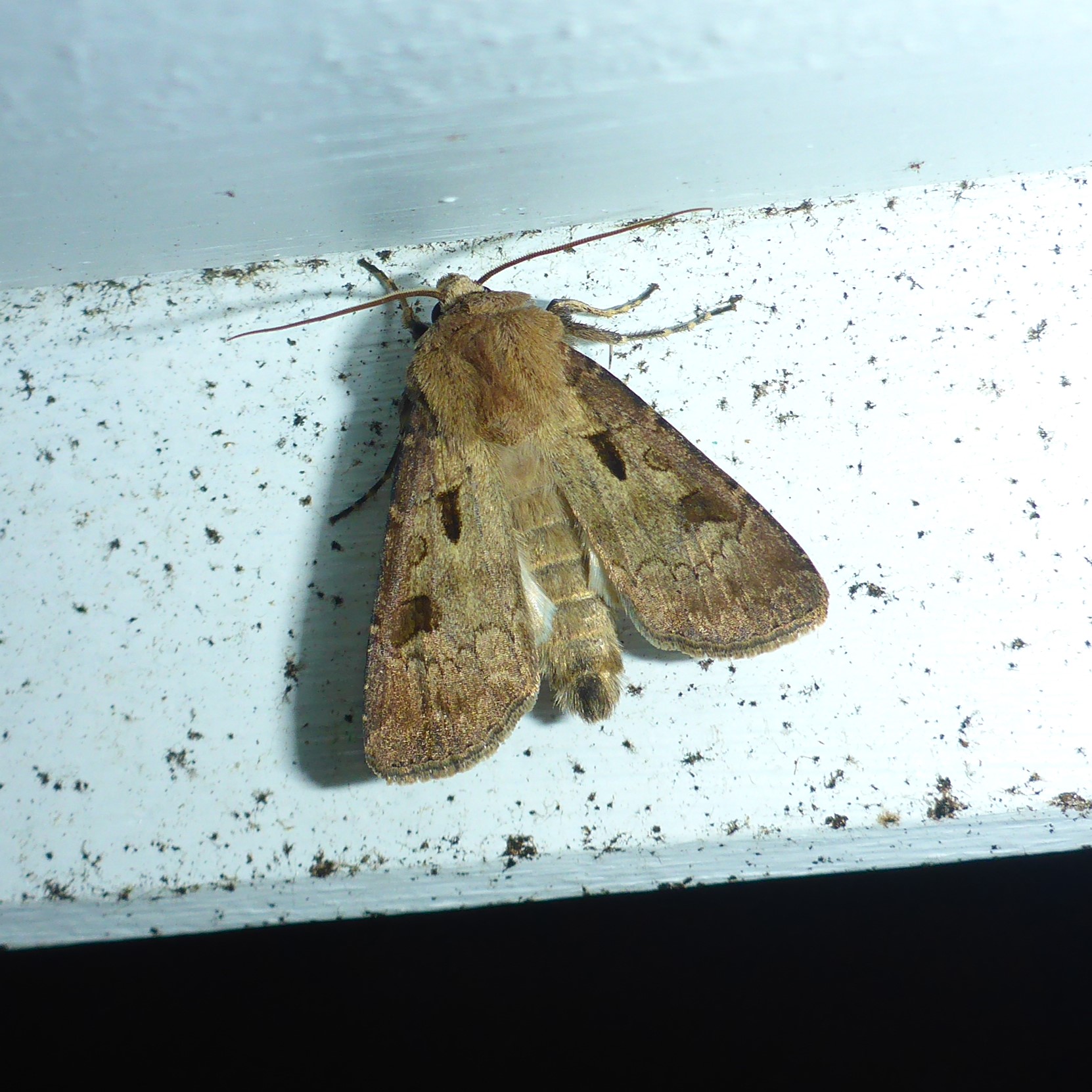 Udråbstegnsugle (Agrotis exclamationis)