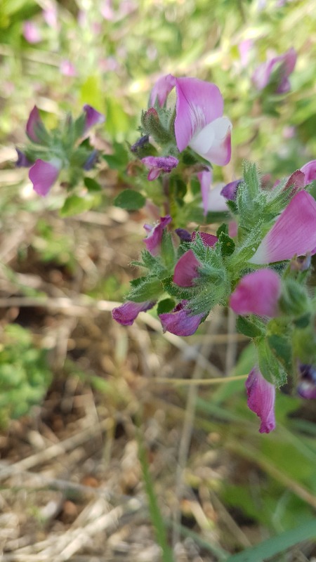 Ononis spinosa ssp. maritima var. mitis (Ononis spinosa ssp. maritima var. mitis)
