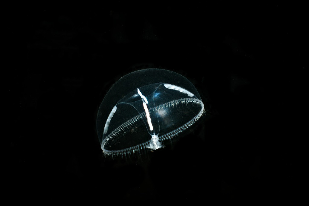 Lille Korsmeduse (Eutonina indicans)