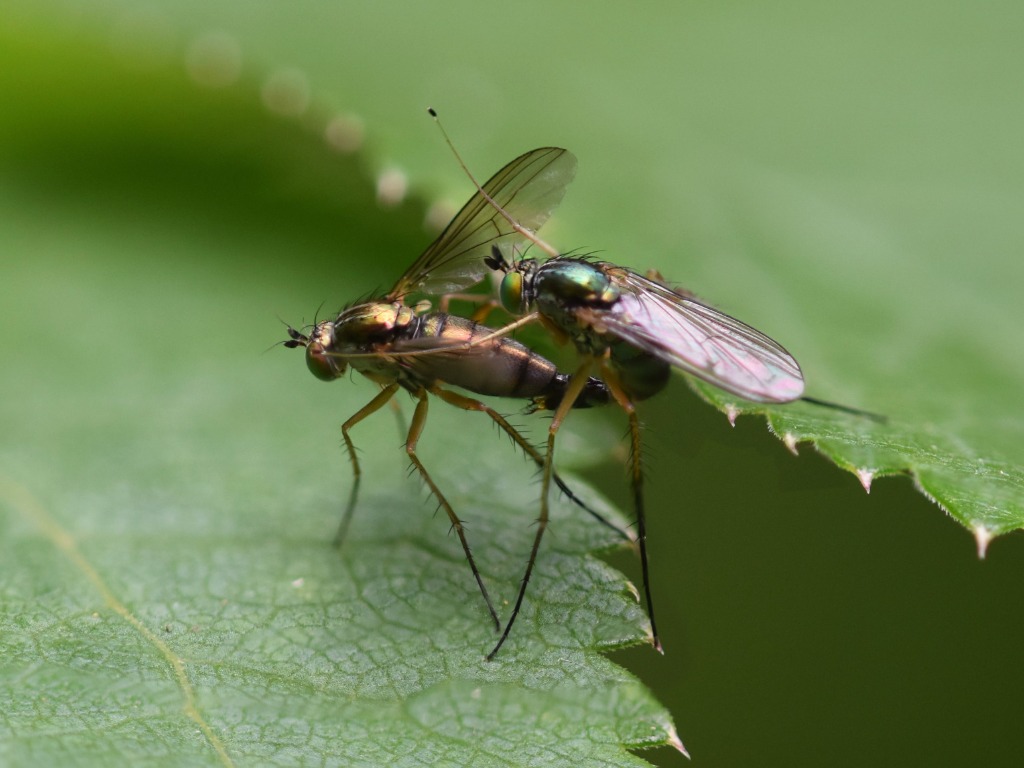 Dolichopus nigricornis (Dolichopus nigricornis)