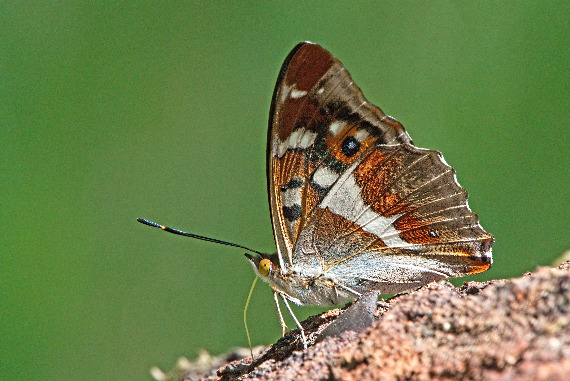Iris (Apatura iris)