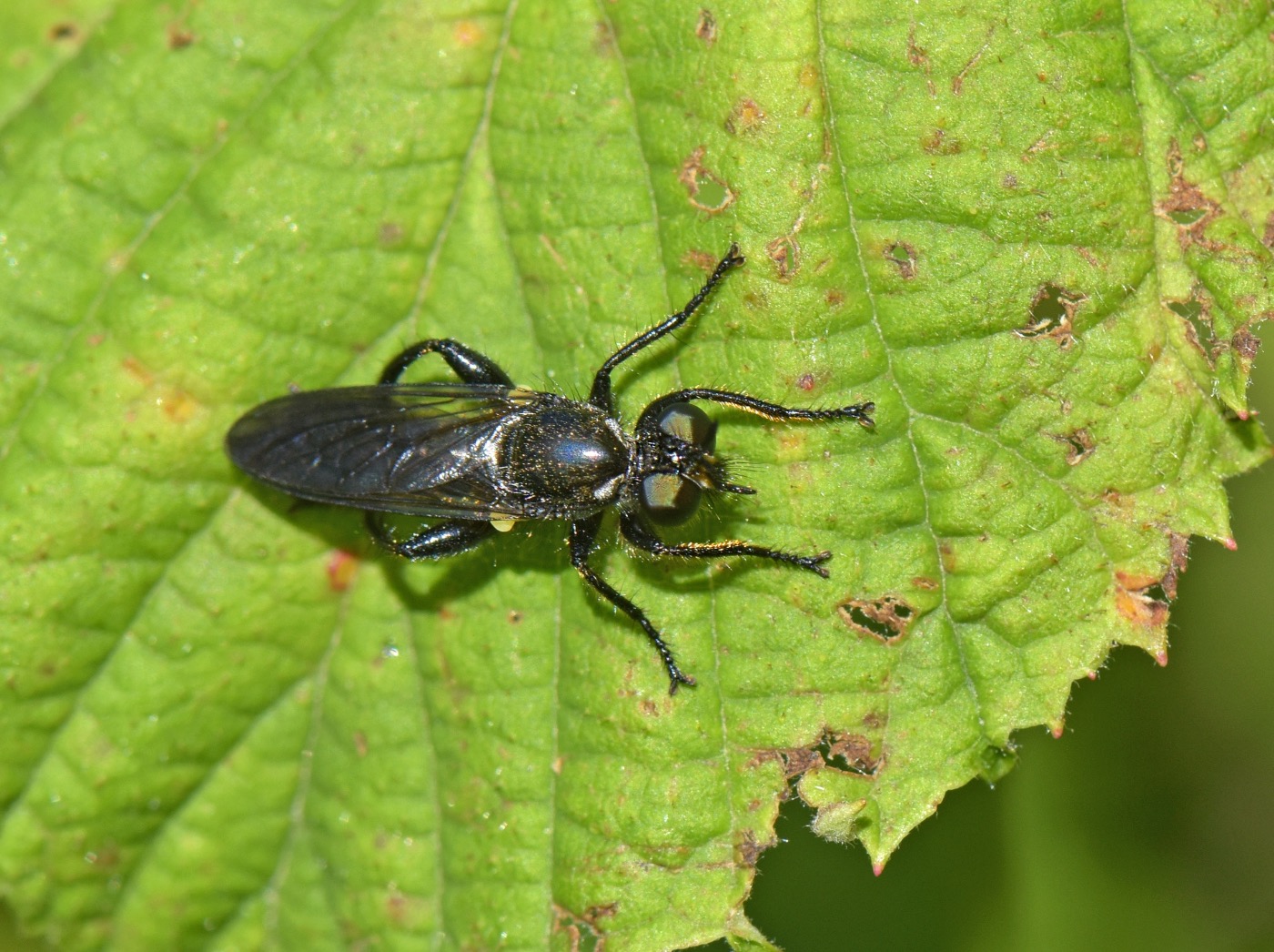 Trærovfluer sp. (Choerades sp.)