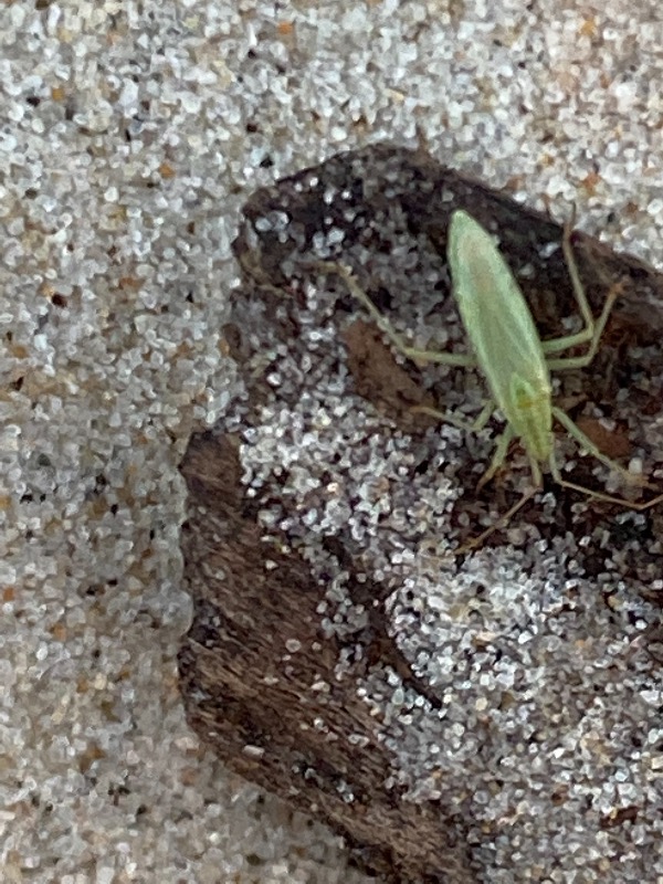 Klitgræstæge (Trigonotylus psammaecolor)