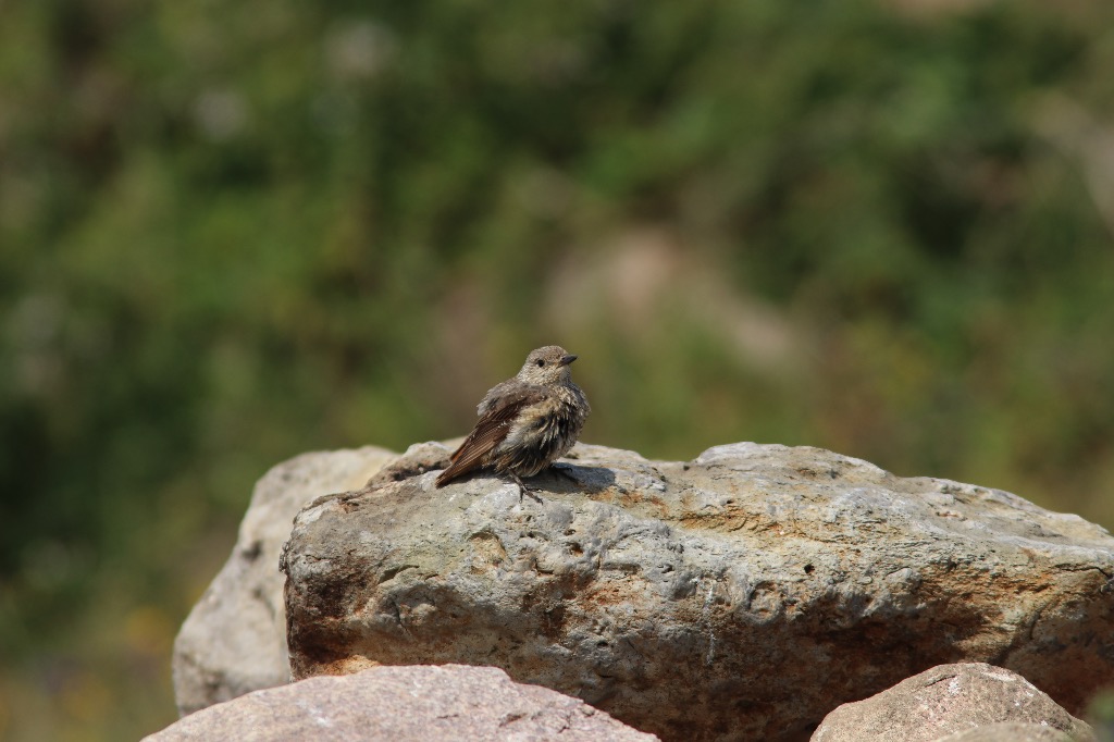 Stendrossel (Monticola saxatilis)