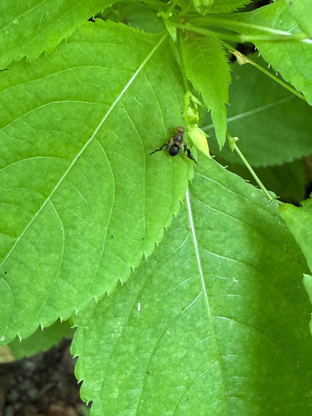 Nældebåndflue (Philophylla caesio)
