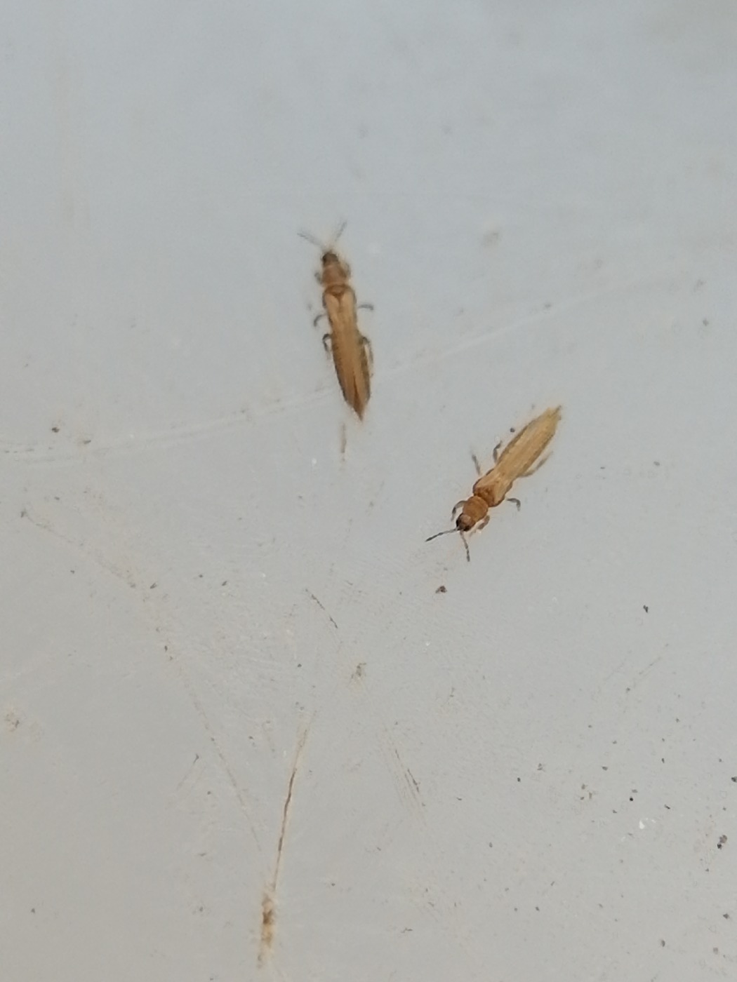 Saintpauliatrips (Frankliniella occidentalis)