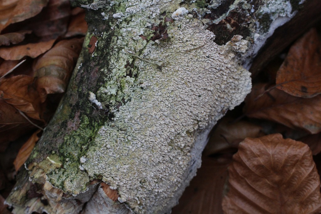 Pigget Vathinde (Trechispora farinacea)