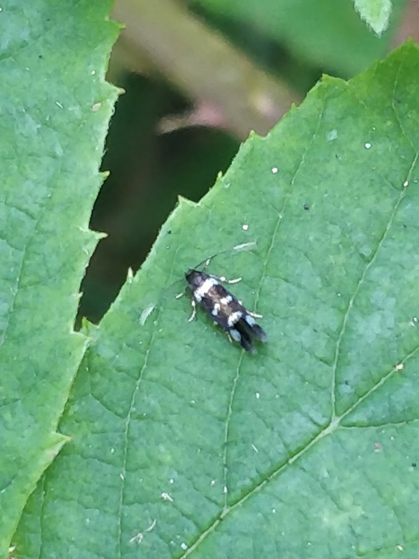 Elachista tengstromi (Elachista tengstromi)