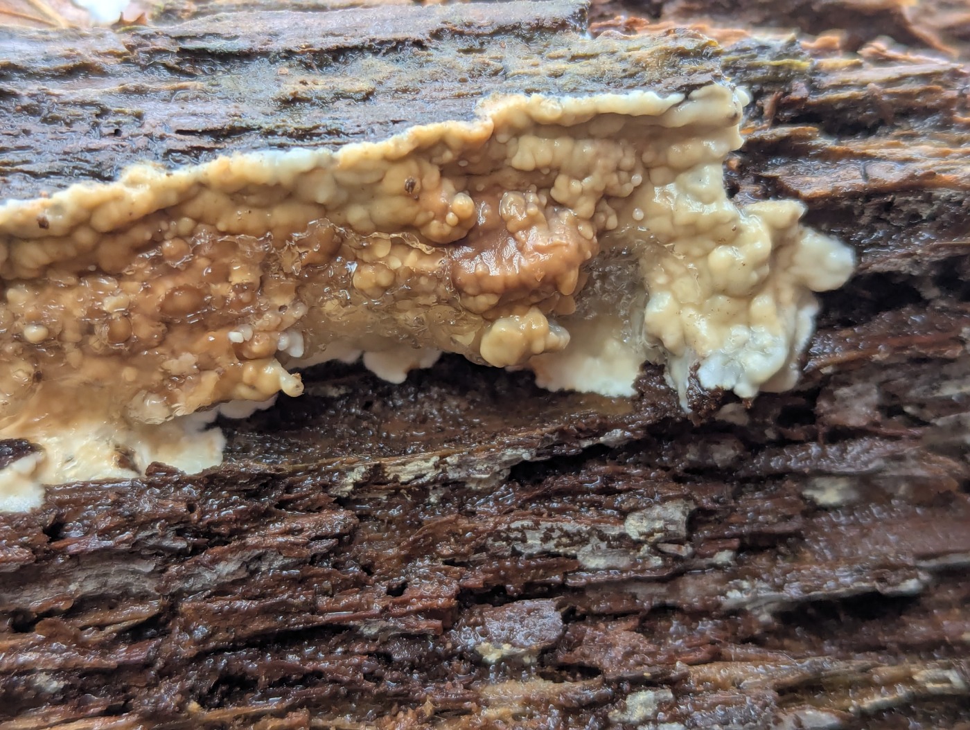 Glat Vulkanskorpe (Dacryobolus karstenii)