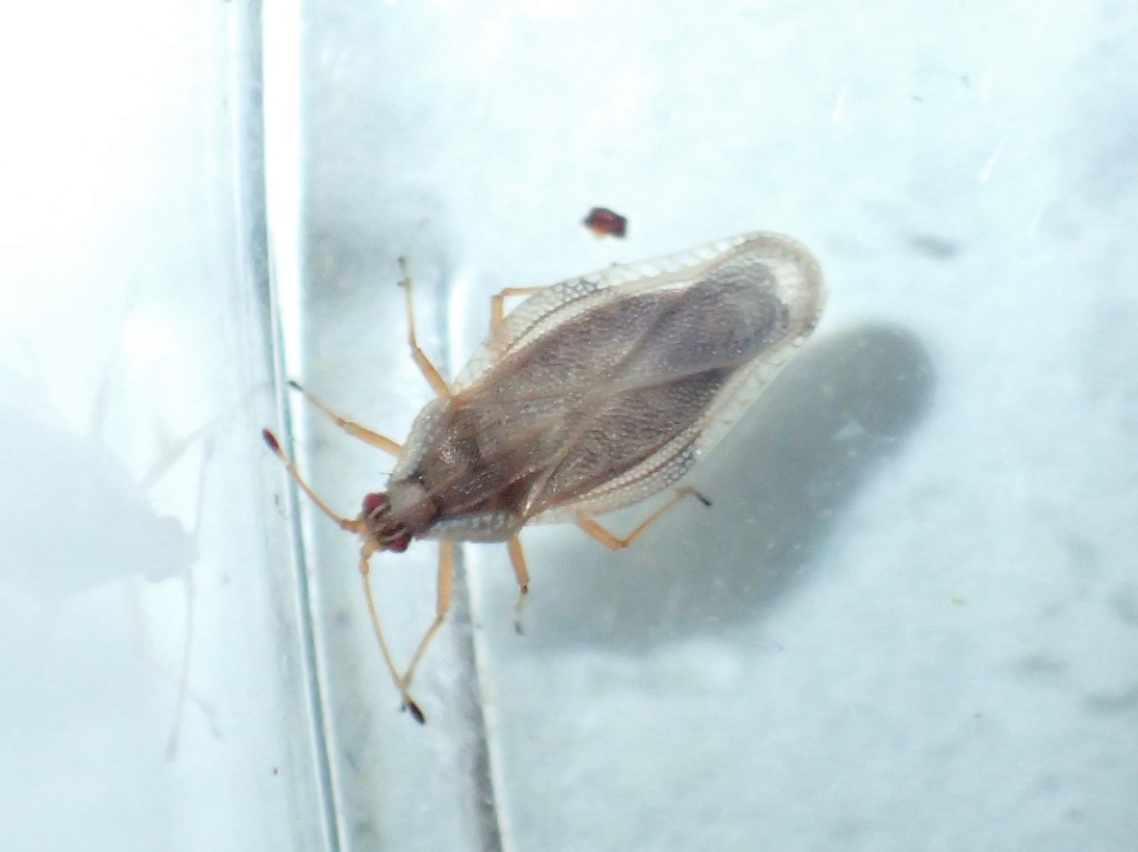 Skovmasketæge (Physatocheila costata)