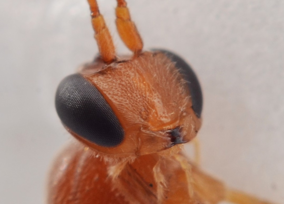 Mesochorus lapponicus (Mesochorus lapponicus)