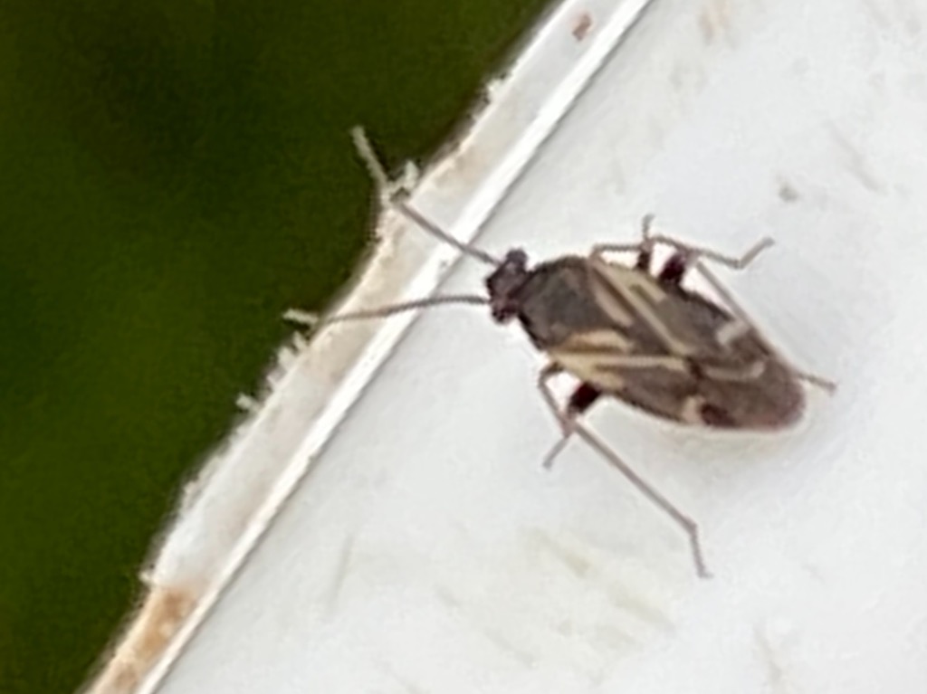 Polymerus sp. (Polymerus sp.)