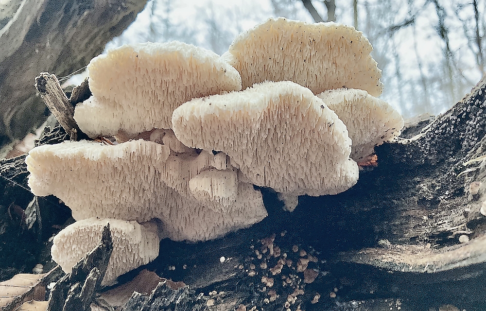 Labyrint-Skumporesvamp (Somion occarium)