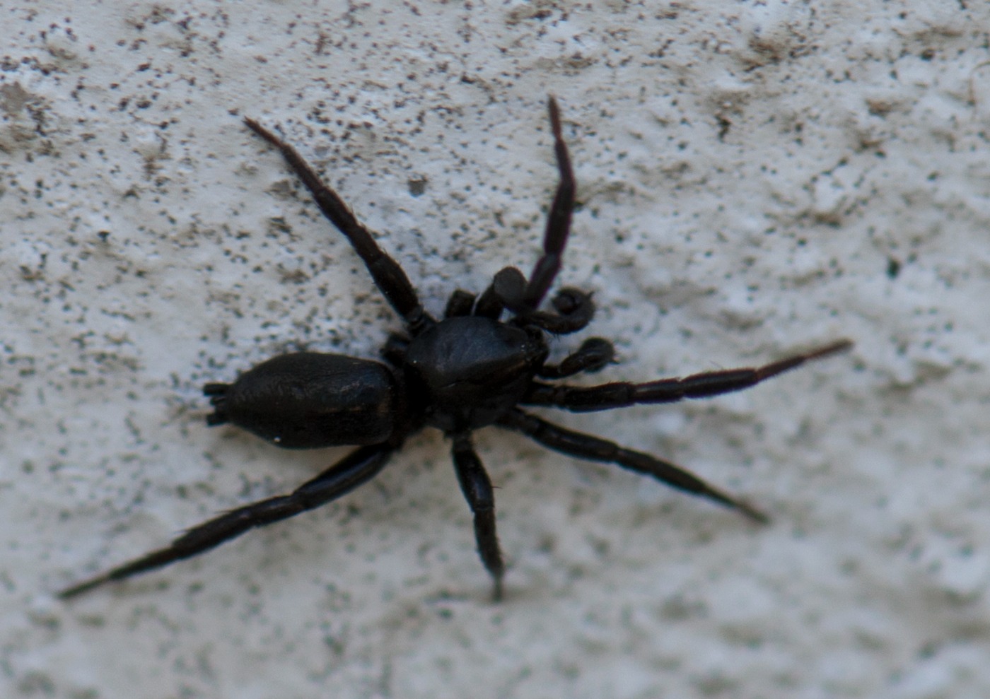 Zelotes sp. (Zelotes sp.)