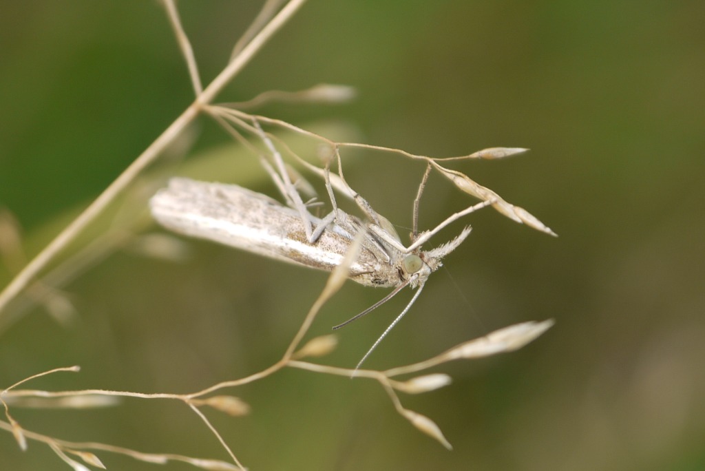 Agriphila sp. (Agriphila sp.)